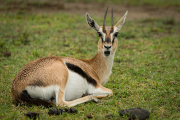 Thomson gazelle opens mouth lying on grass
