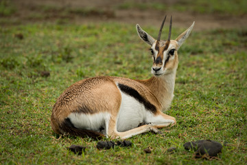 Naklejka na ściany i meble Thomson gazelle on grass with turned head