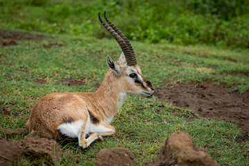 Naklejka na ściany i meble Thomson gazelle lying on grass looking right