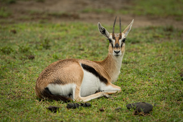 Thomson gazelle lying on grass facing camera