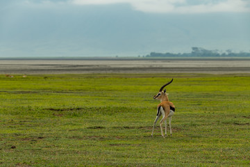 Thomson gazelle on grassland with sandflats behind