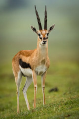Thomson gazelle stares ahead on grassy slope