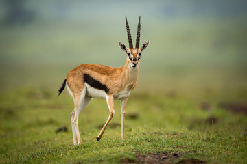 Thomson gazelle stands facing camera on mound