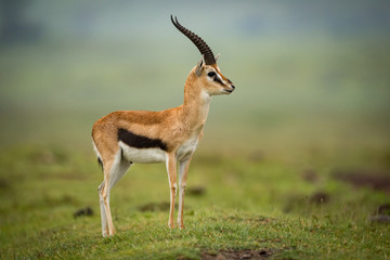 Thomson gazelle standing in profile on mound - obrazy, fototapety, plakaty