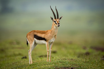 Naklejka na ściany i meble Thomson gazelle stands head turned on mound