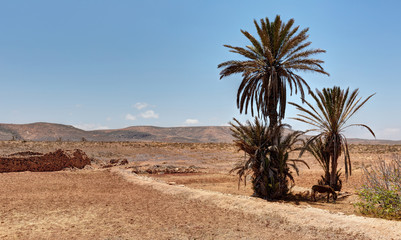 Fototapeta na wymiar Paysage de Boulfdail pres de Mirleft - Maroc