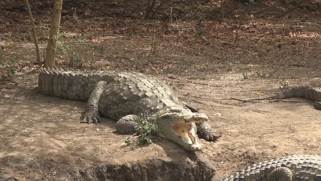 Open mouth nile crocodile sun bathing at the riverside - Africa