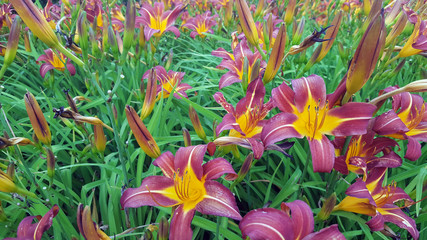 Naklejka premium fiori