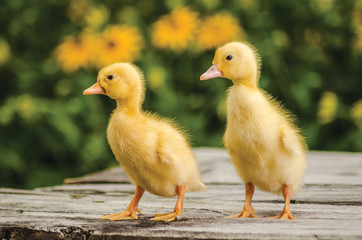 Cute ducklings on an old rustic wooden table in the garden