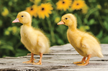 Cute ducklings on an old rustic wooden table in the garden
