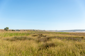 tree in a meadow against a blue sky