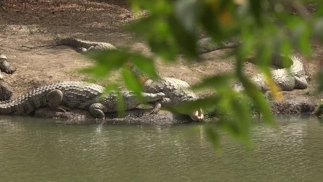 Nile crocodiles sun bathing at the riverside - Africa