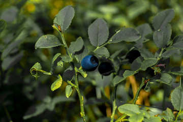 The blueberries bush 