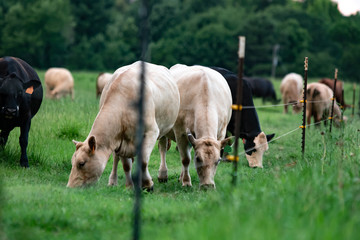 Cattle grazing behind barbed wire