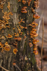 mushrooms