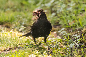blackbird Turdus merula collects insects for their young in germany