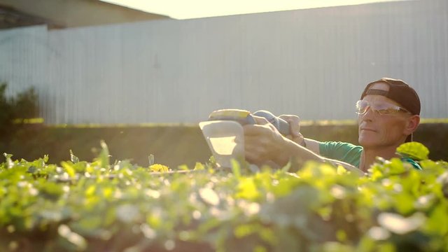 Gardener trimming hedge in garden with electric trimmer at sunset