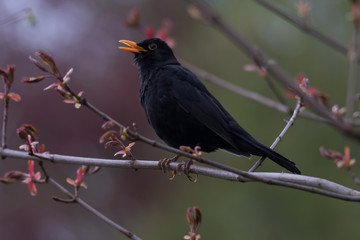 singing blackbird on branch of a tree Turdus merula