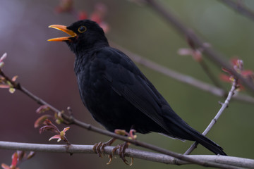 singing blackbird on branch of a tree Turdus merula