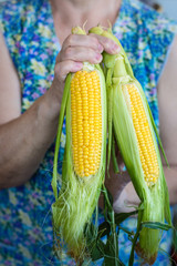 corn   Close up - ripe ears of corn grain (harvest). food background