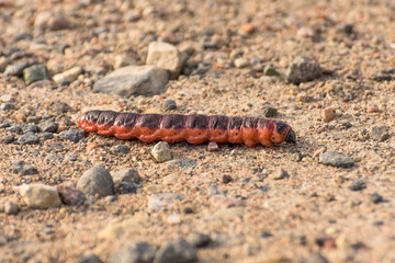 Large thick caterpillar crawls through the earth sand in the forest.