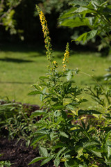 blühener odermennig im garten