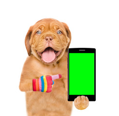 Puppy is pointing to the smartphone in their paws. Isolated on white background