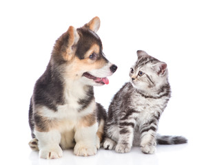 Obraz premium puppy and kitten look at each other. isolated on white background