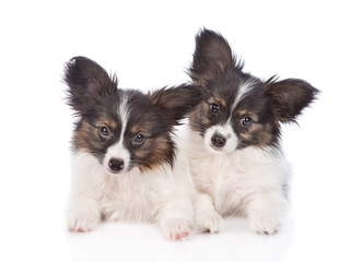 two puppies Papillon lying in front view. isolated on white background