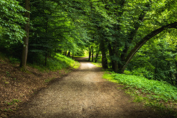 Fototapeta premium Walkway With Green Trees in Forest. Beautiful Alley In Park. Pathway Way Through Dark Forest