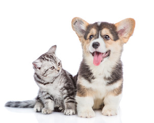 Corgi puppy sits with scottish tabby kitten. isolated on white background