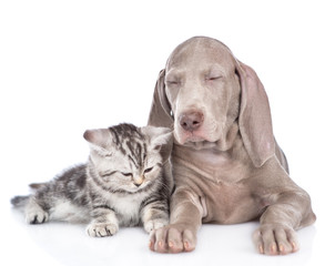Sleeping Weimaraner puppy and tabby kitten. isolated on white background