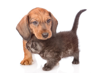 Dachshund puppy with tender kitten.  isolated on white background