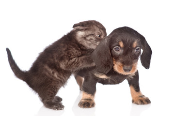 kitten playing with dachshund puppy.  isolated on white background
