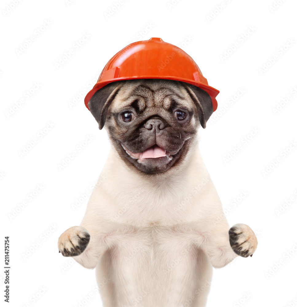Aufkleber funny puppy in hard helmet. building concept. isolated on white background