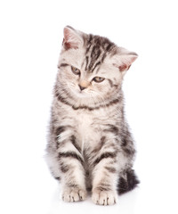 Fototapeta na wymiar Scottish kitten looking at camera. isolated on white background