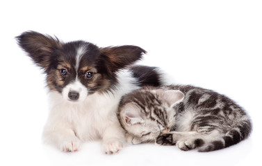 papillon puppy and sleeping scottish tabby kitten lying together. isolated on white background