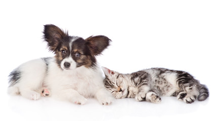 Cute papillon puppy and sleeping scottish tabby kitten. isolated on white background