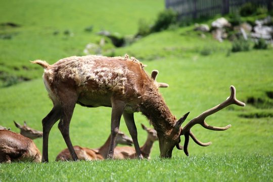Red deer in the mountains