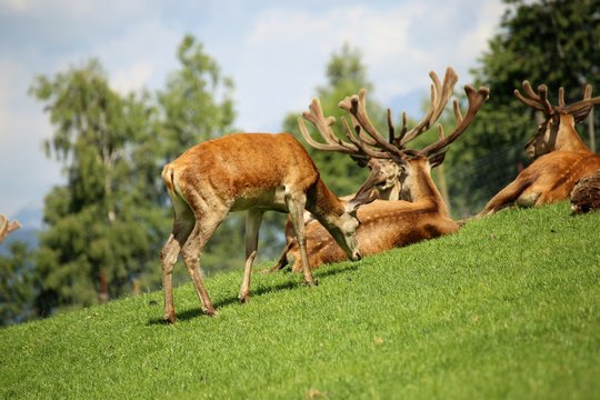 Red deer in the mountains