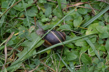 Feeding snail