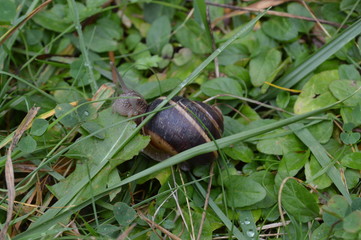 Feeding snail