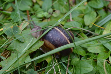 Feeding snail