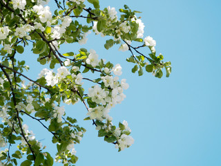 Background from branches of apple trees with white flowers on blue sky background