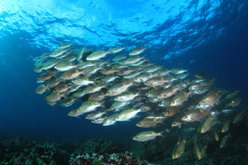 Fototapeta na wymiar Fish in ocean. Snapper fish school. Shoal of fish in sea 