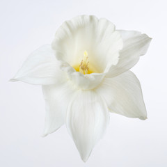 Fototapeta na wymiar A daffodil flower isolated on white background.