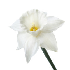 Fototapeta na wymiar A daffodil flower isolated on white background.
