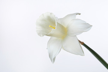 Naklejka na ściany i meble A daffodil flower isolated on white background.