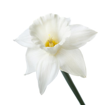 A daffodil flower isolated on white background.