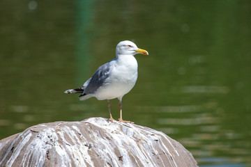 The seagull sits on a rock near the pond